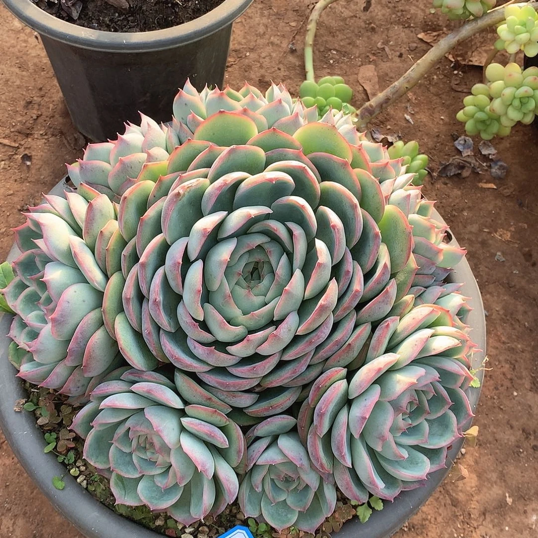 949侧影一物一拍多肉