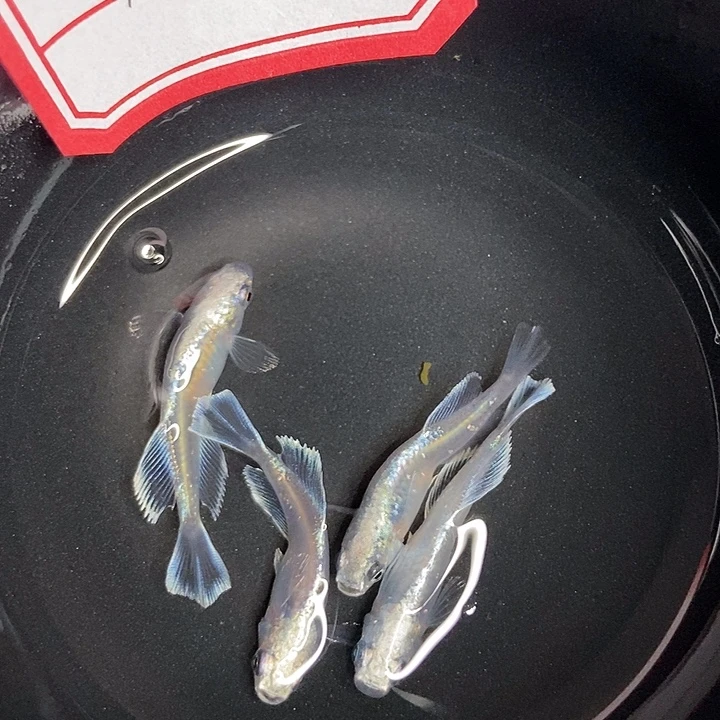 青鳉鱼墨子青鱂7号赤”光玛