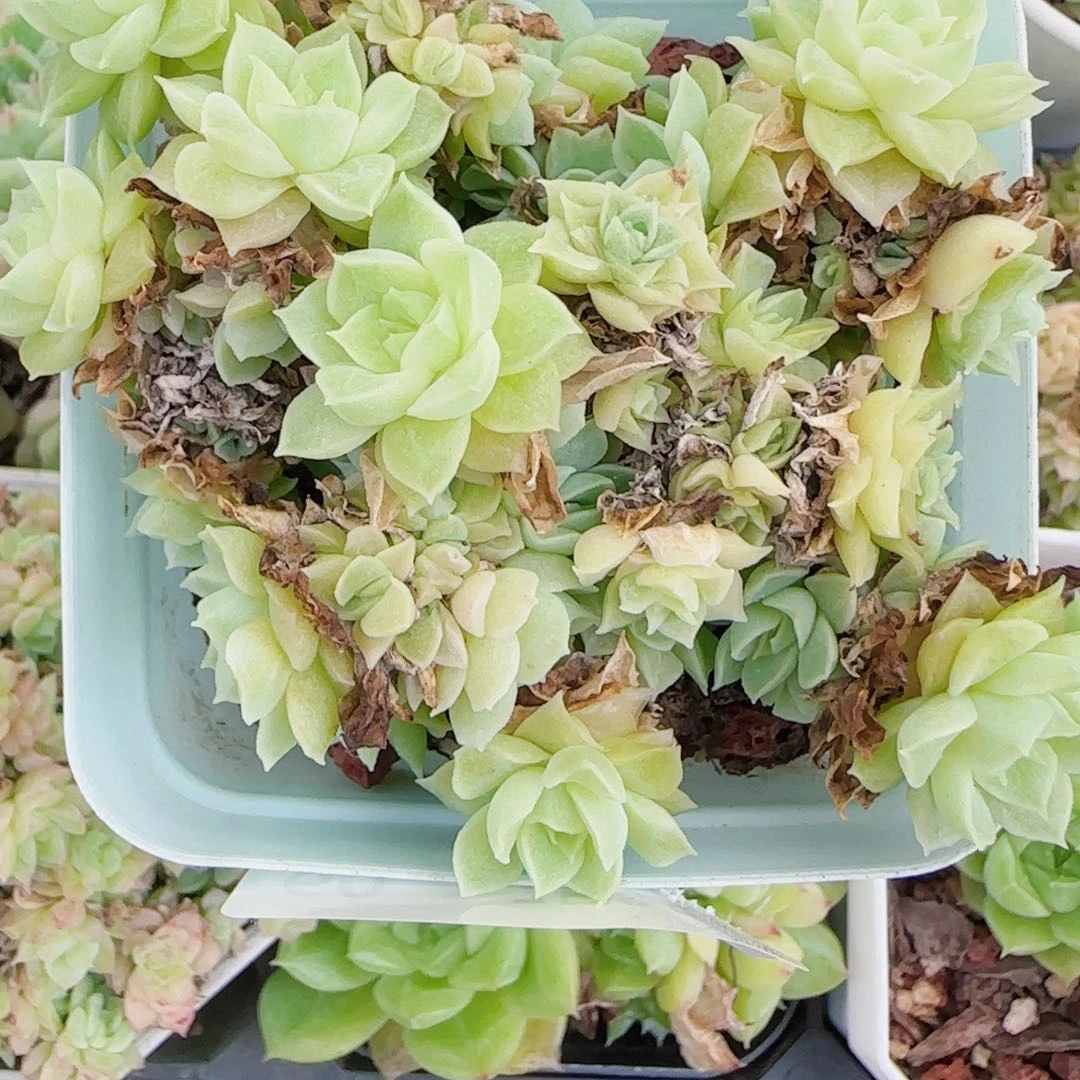 狗***板花语逸镜0725-60散