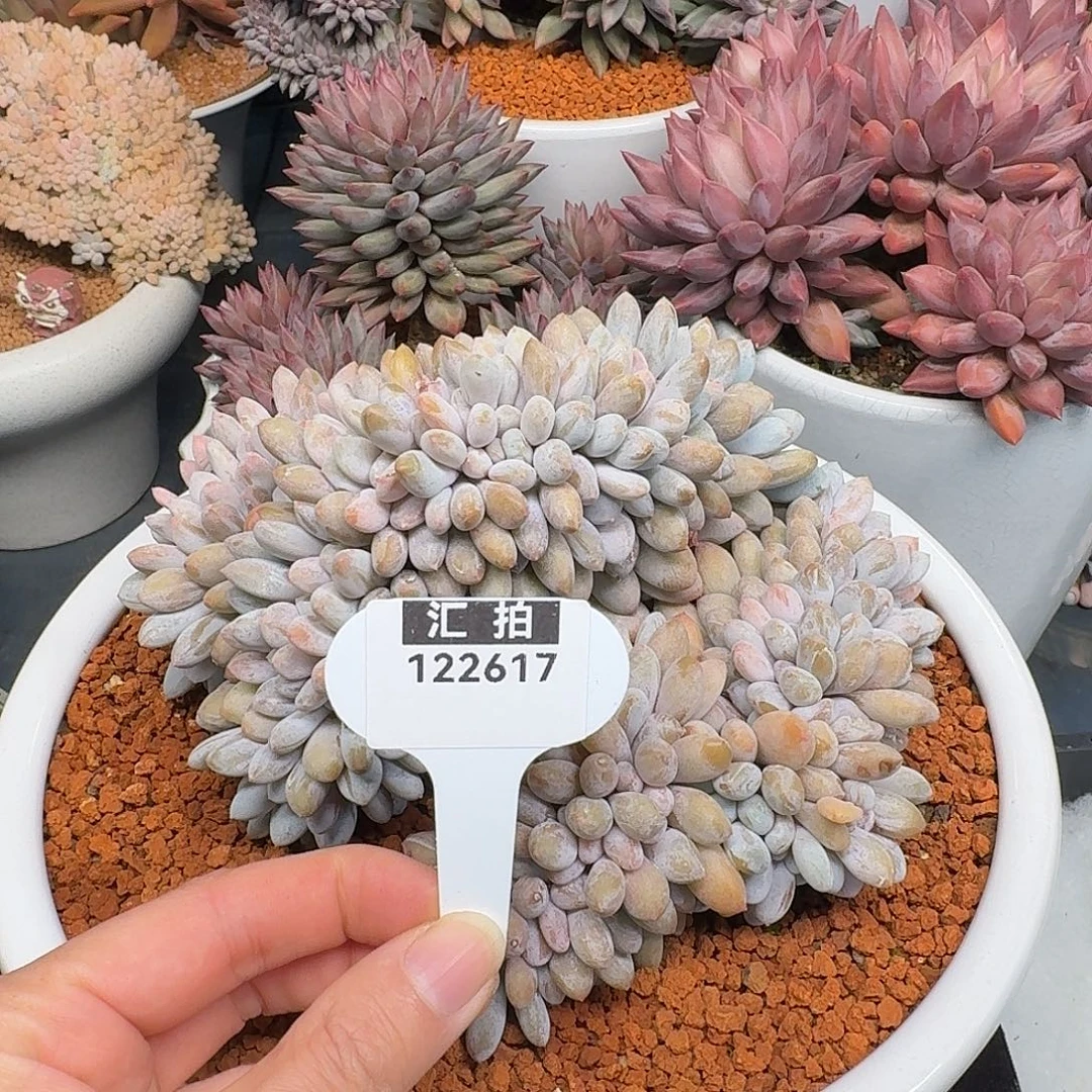 精品多肉植物122617