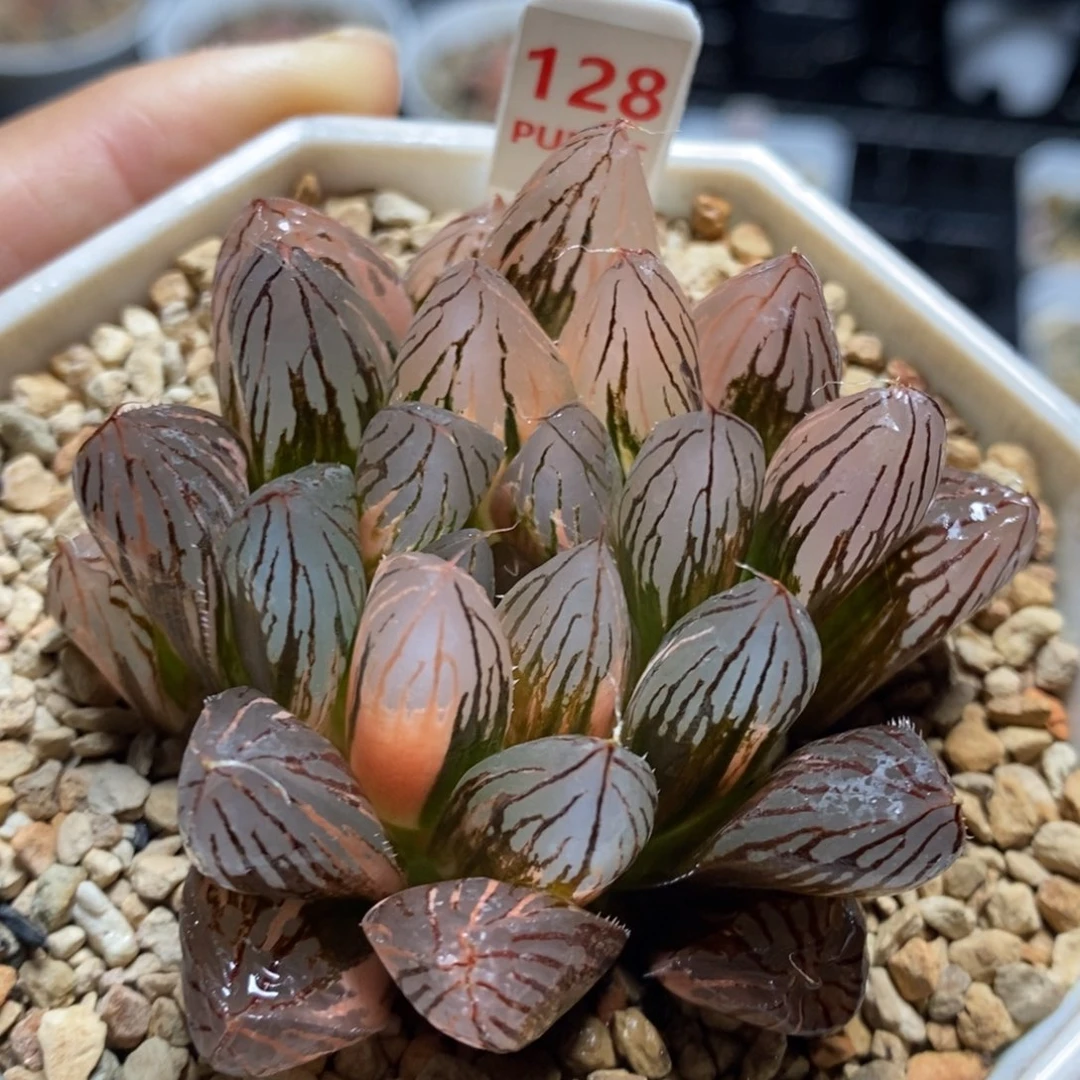 128号胭脂玉露锦锦