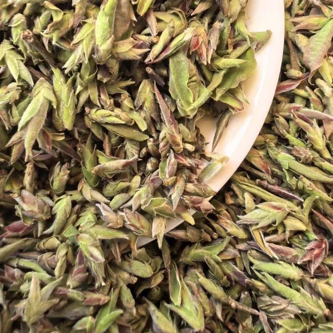 高黎贡山深山老林紫芽苞