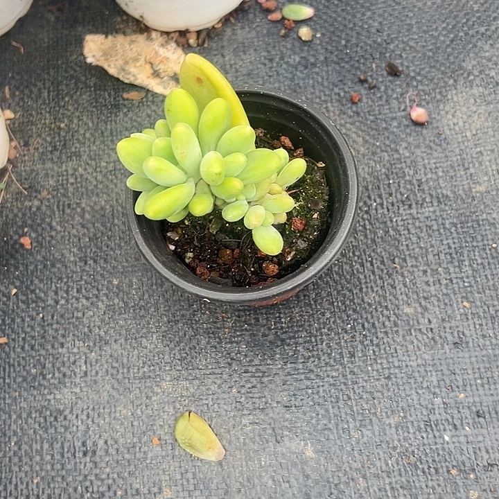 ****m多肉植物实物直播实物259