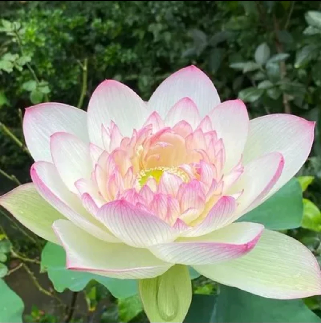 大型荷花苗池塘观赏荷花种藕苗食用藕苗盆栽荷花莲花苗荷花种根苗
