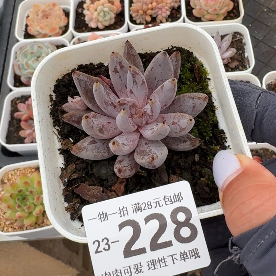 魔爪无盆土发发货