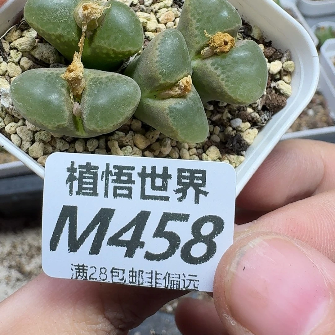 多肉植物的人啊gbbn