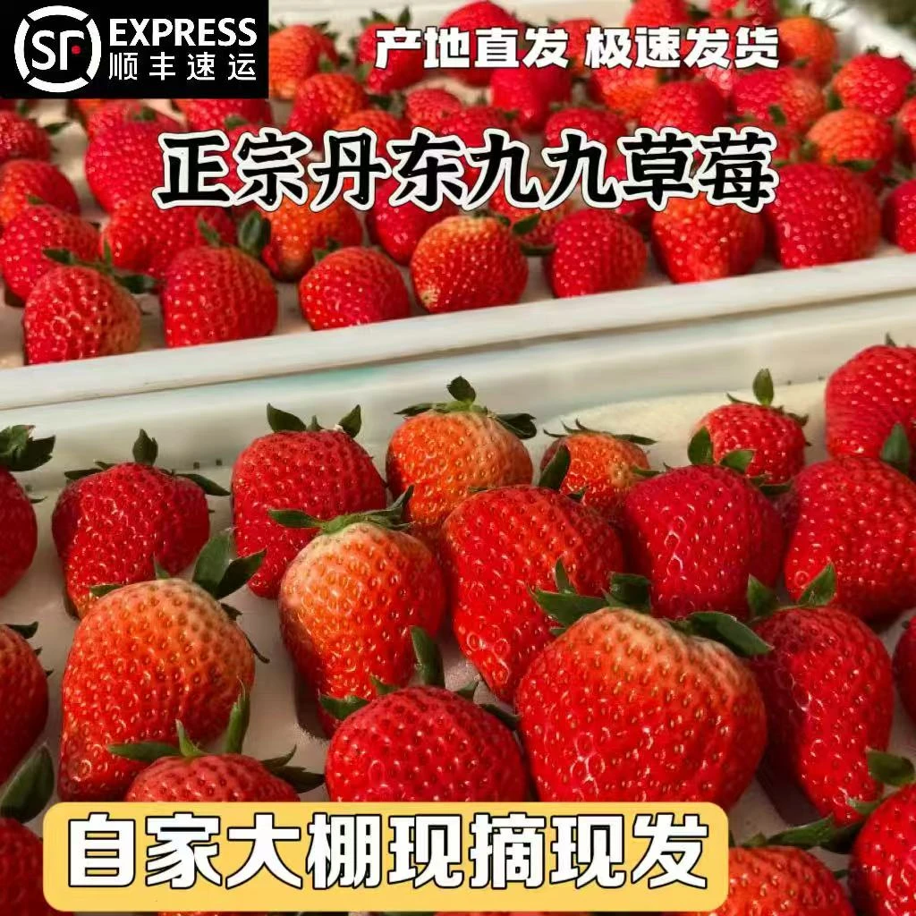 丹东九九草莓产地直发新鲜丹东九九牛奶草莓鲜果顺丰包邮