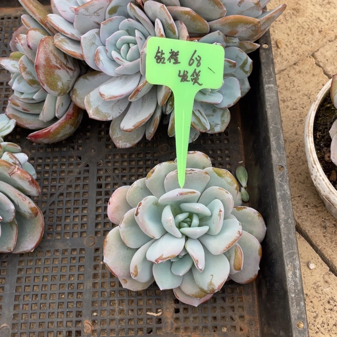 钻***禧钻禧68发货。