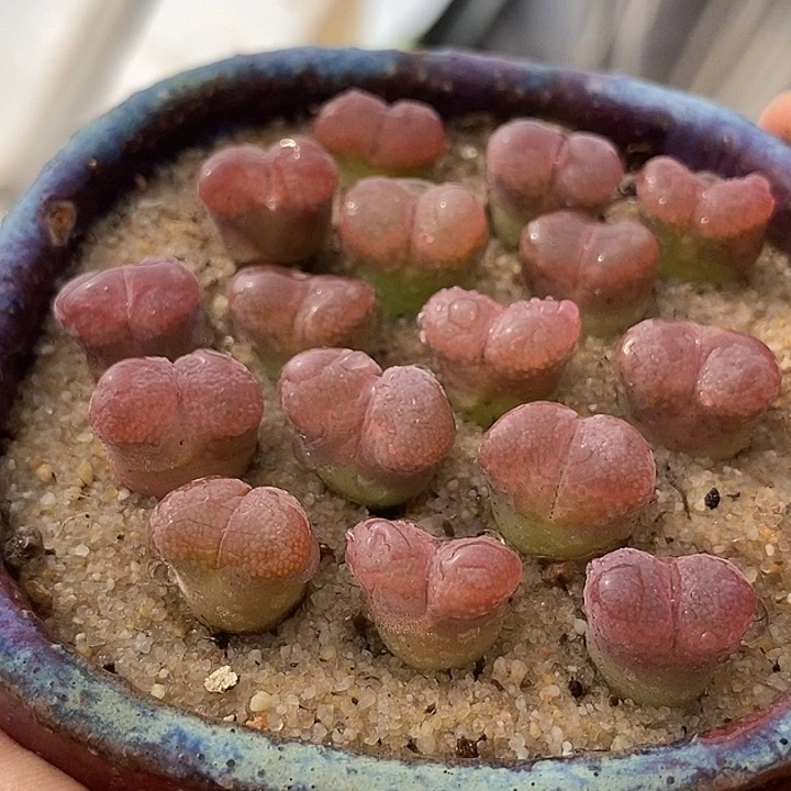 12528恩东风铃一颗