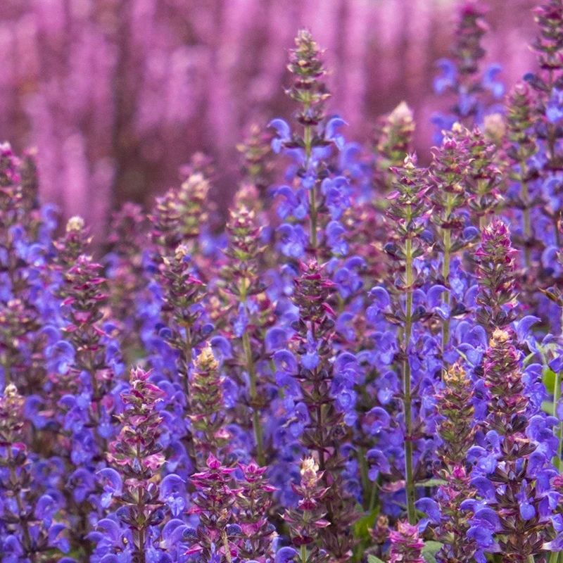 花彩鼠尾草盆栽苗水果凤梨香草多年生宿根花园花境四季耐热观赏花