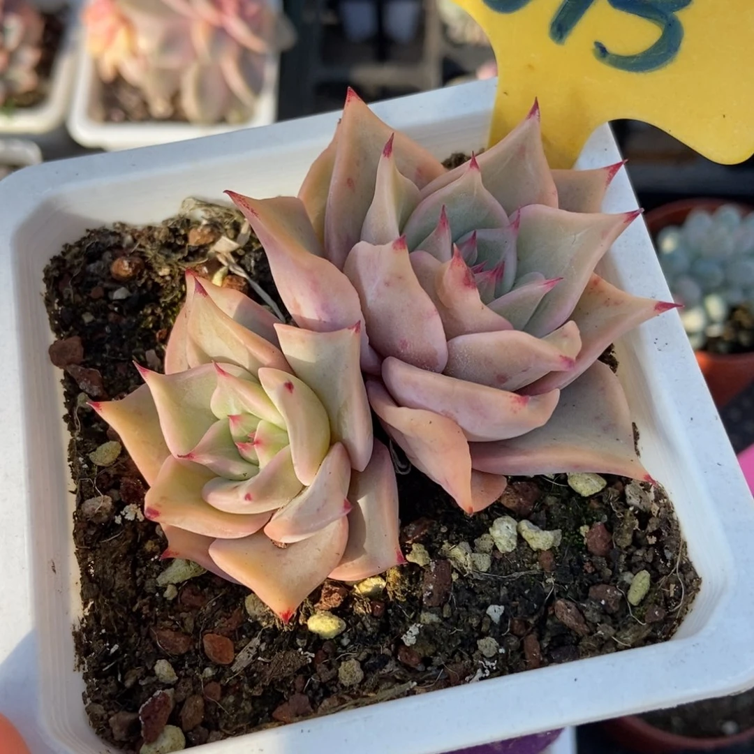 1613饺子皮多肉植物多肉