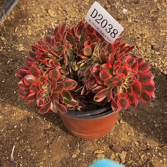 ?****O2038女巫多肉缀化