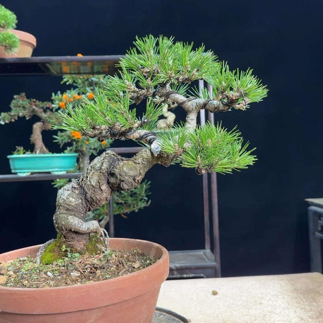 无花朵嫁接品种千寿丸松树盆景