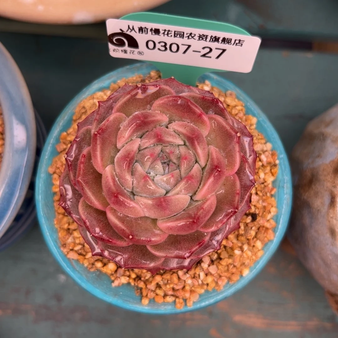 多肉一物一拍0307-27