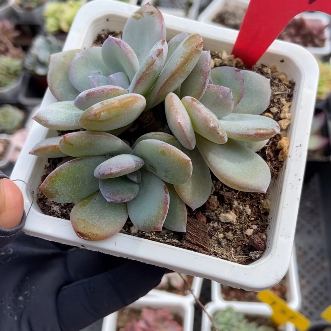 01奶茶多肉植物多肉