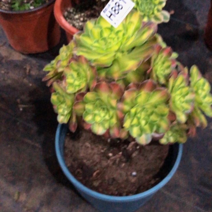 从****?韶华多肉881000000000