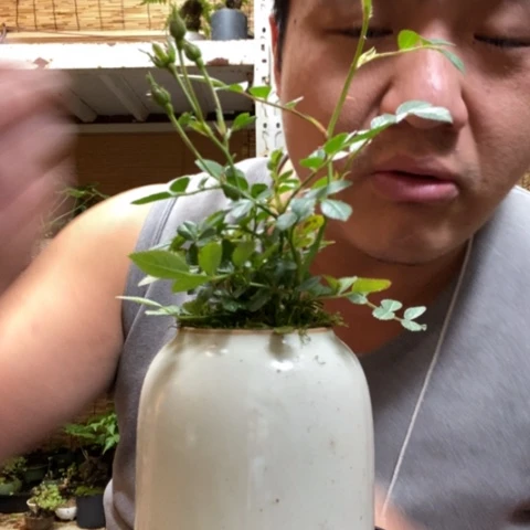 红陶一物一拍所见即所得183