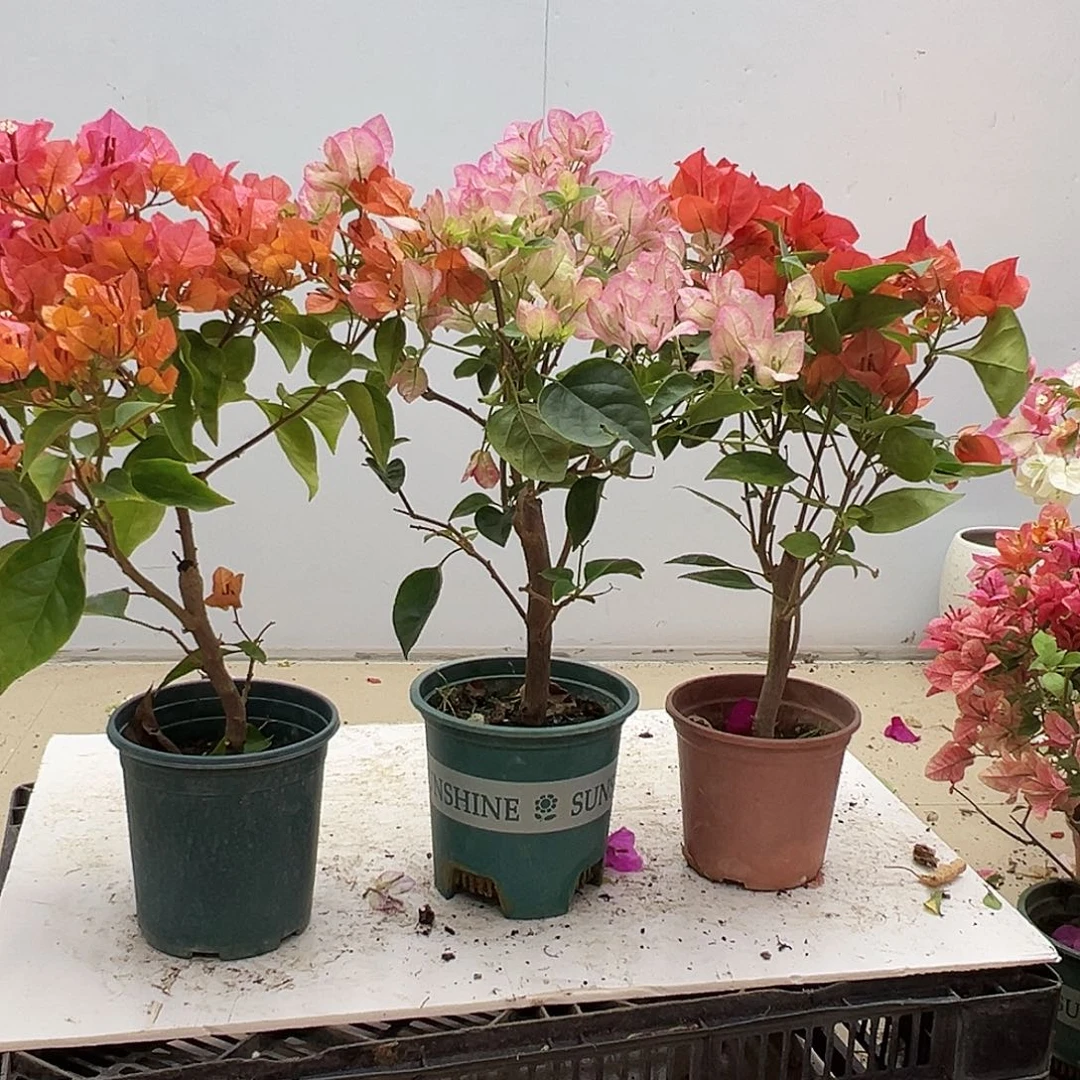大部分花苞少量开放波妹，五宝，夕阳红组合