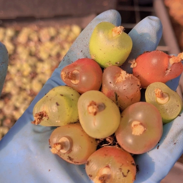 十颗毛毛888888888888