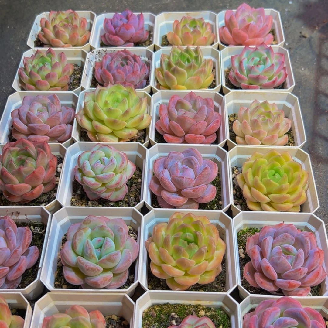 128的人了还不知道什么时候才