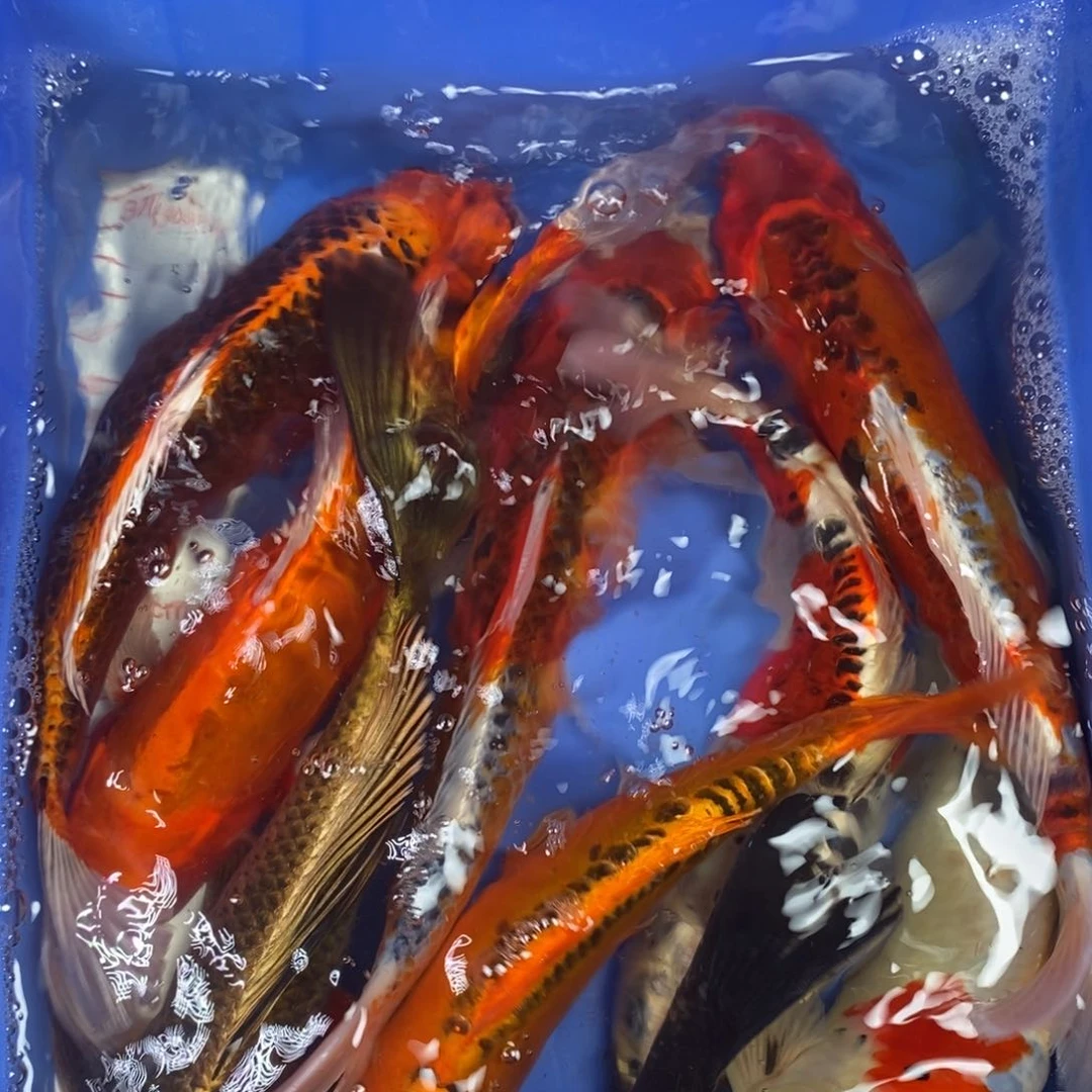 锦鲤冷水锦鲤包邮