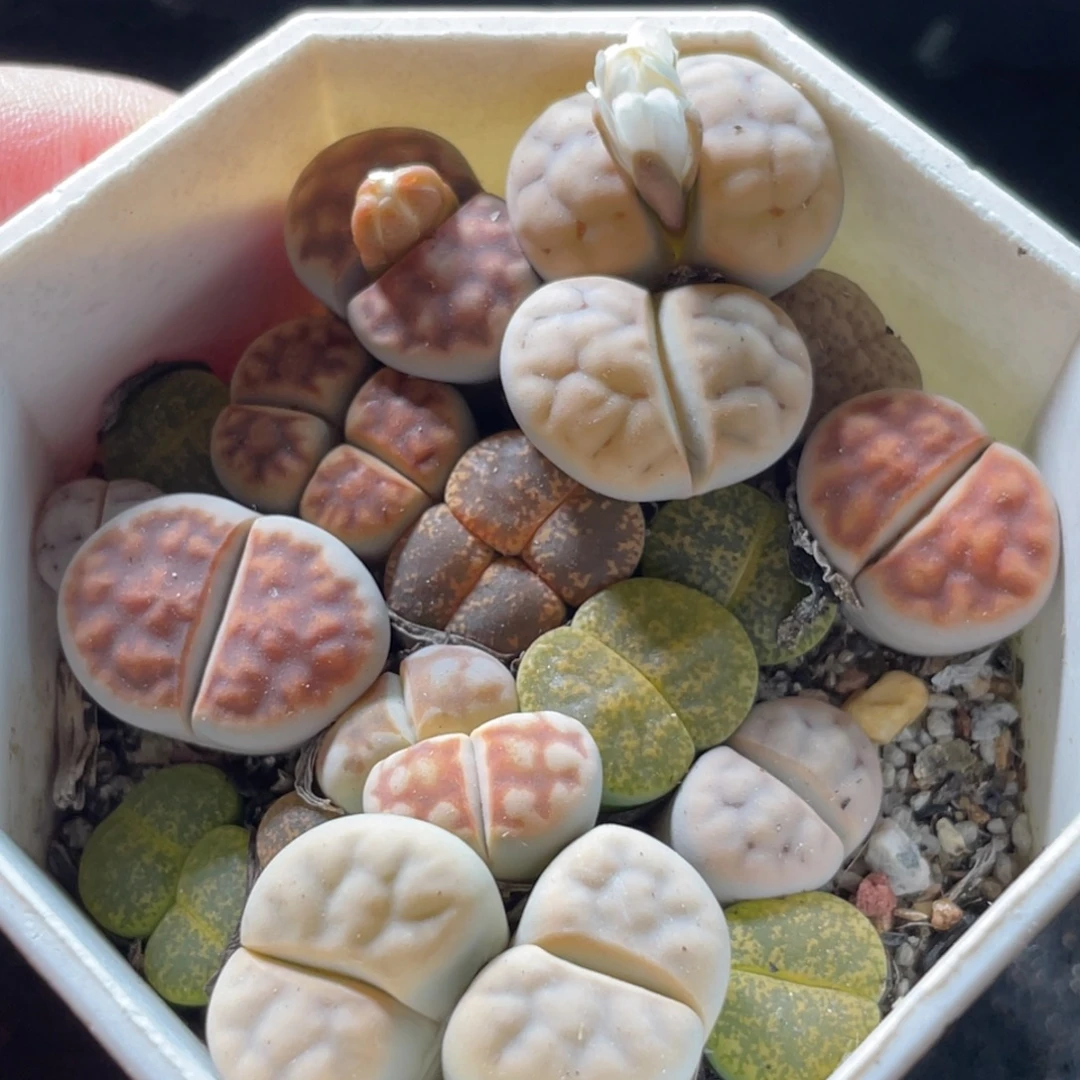 7方特价一物一拍～5