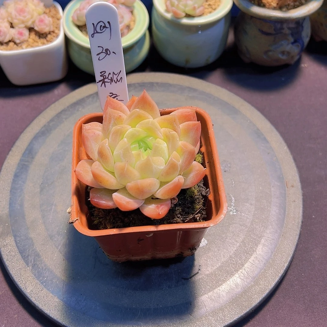 ?***?珍妮，多肉植物，