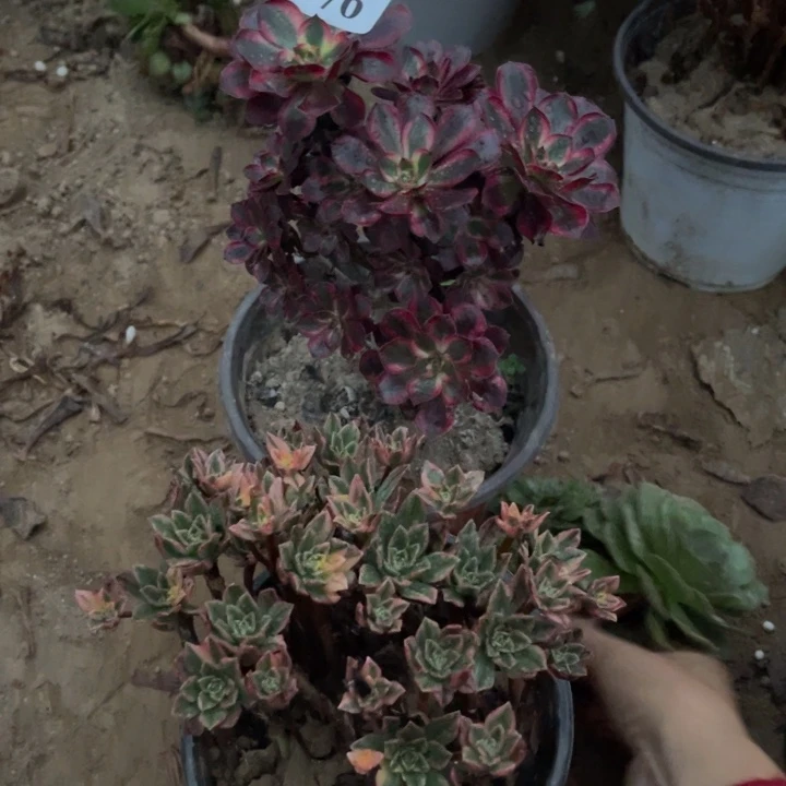 076丽娜➕甜茶➕万缀1