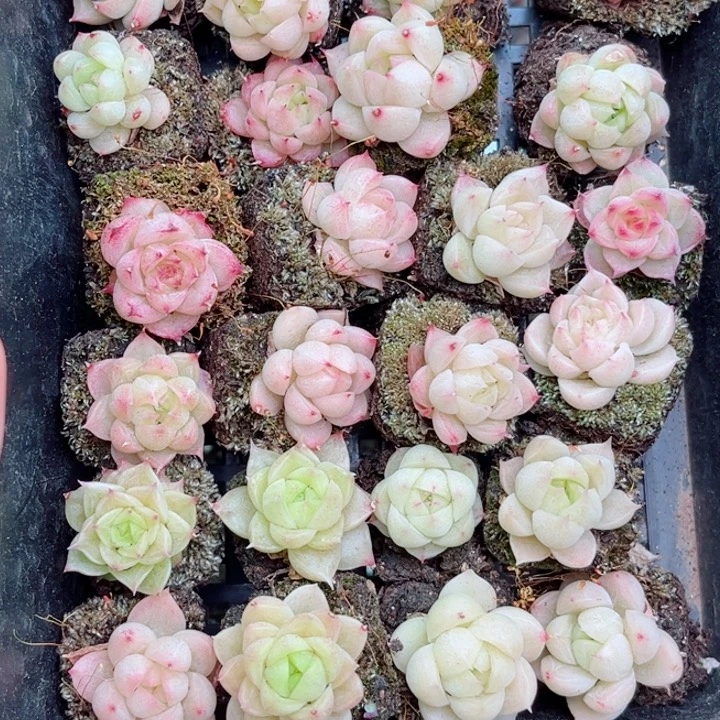 小*狸1-681 新疆西藏内蒙不发12.8包邮2-3公分多肉