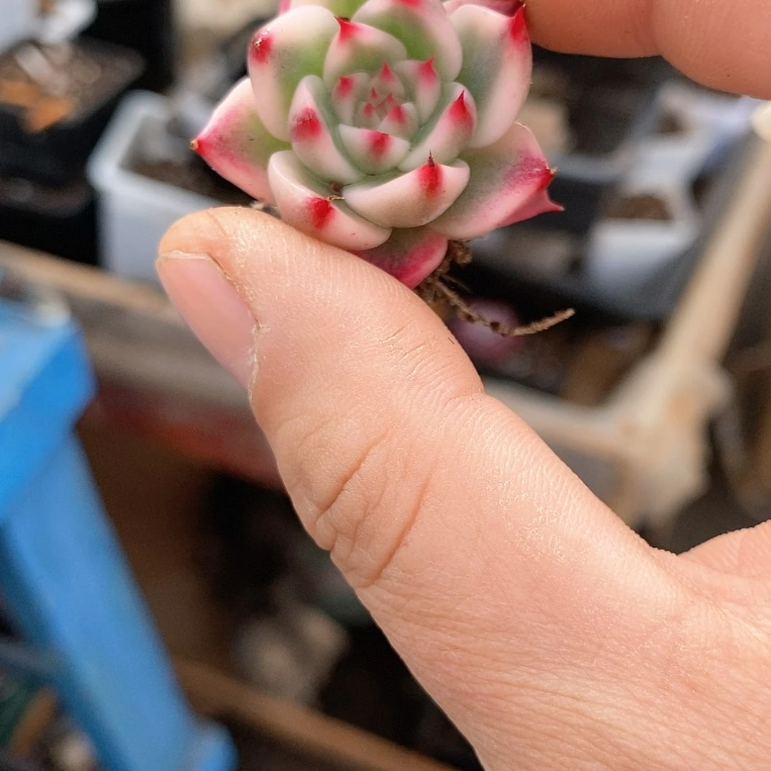 439娃娃锦多肉植物