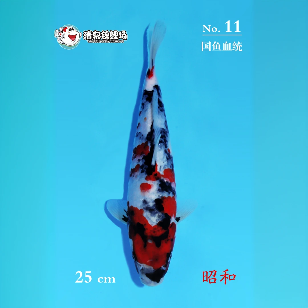 清泉锦鲤 第二次冬季水泥池寄养 国鱼血统 昭和 11号