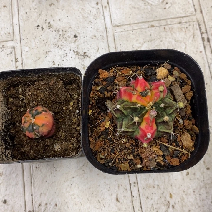 兜锦花蝴蝶牡丹锦2颗
