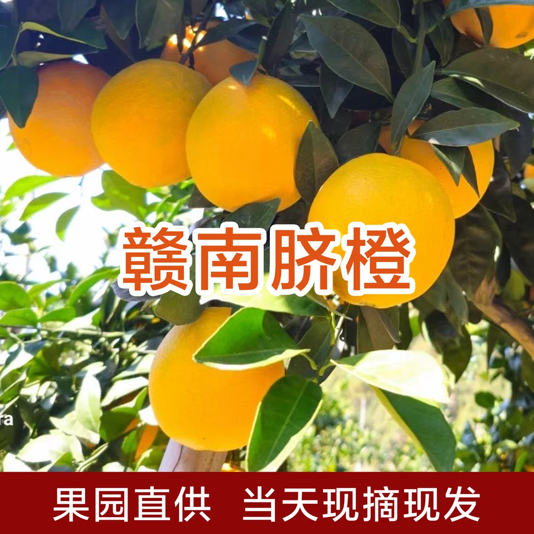 正宗赣南脐橙 自家果园直发 现摘新鲜水果