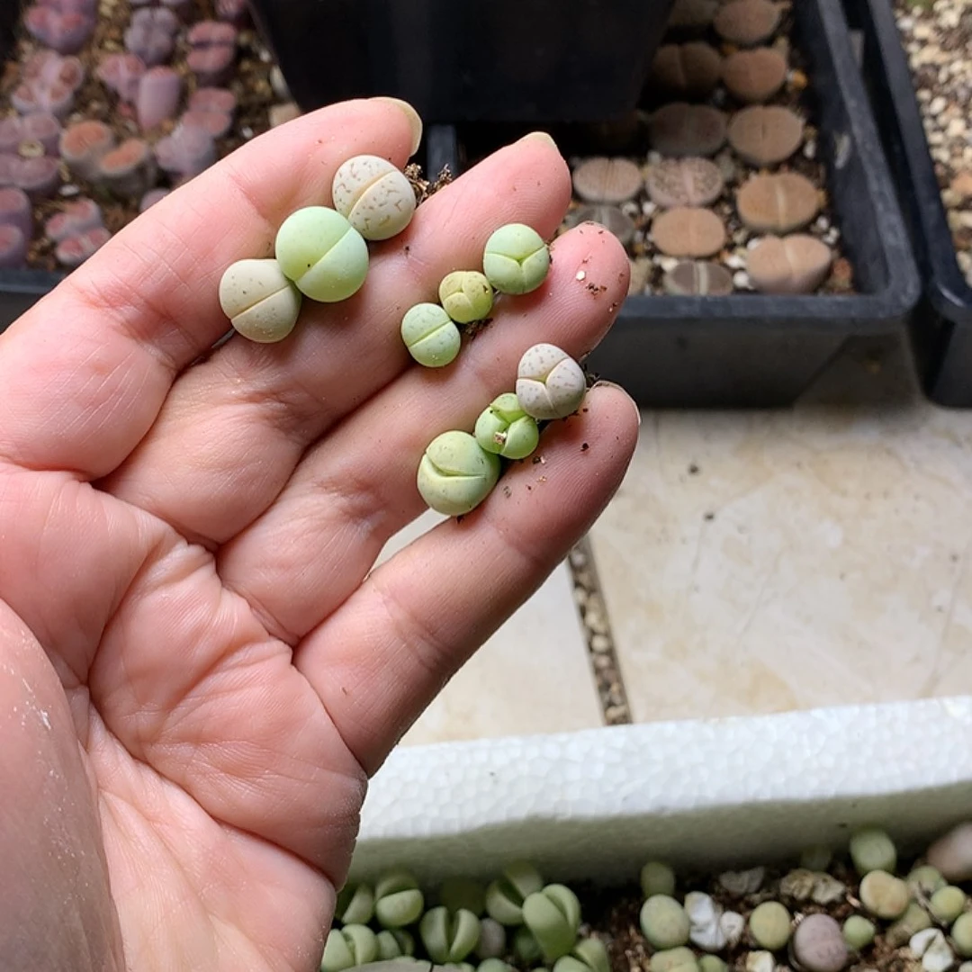 曦*A257多肉植物保护