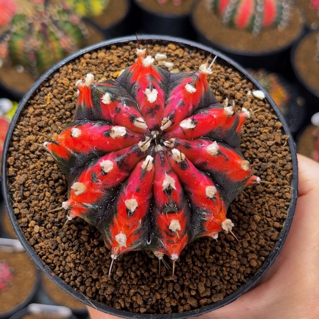 高绒狐狸精 米哈仙人球