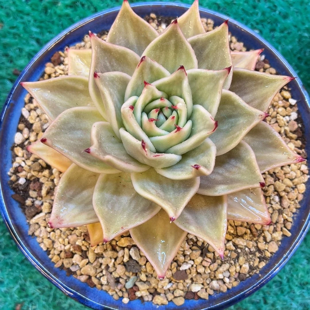 星星锦，，，，，，，，，，