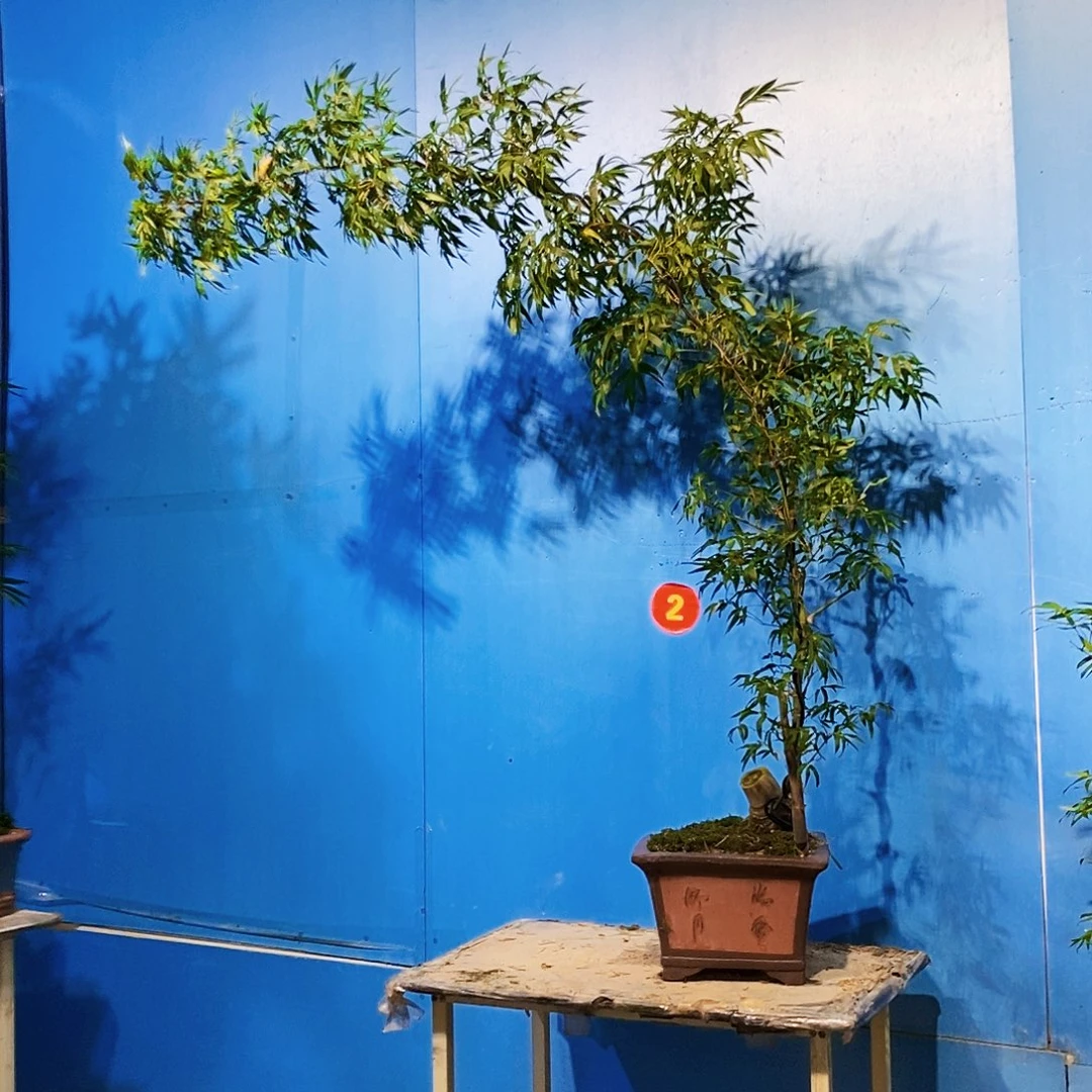 无花朵小叶簕竹一物一拍