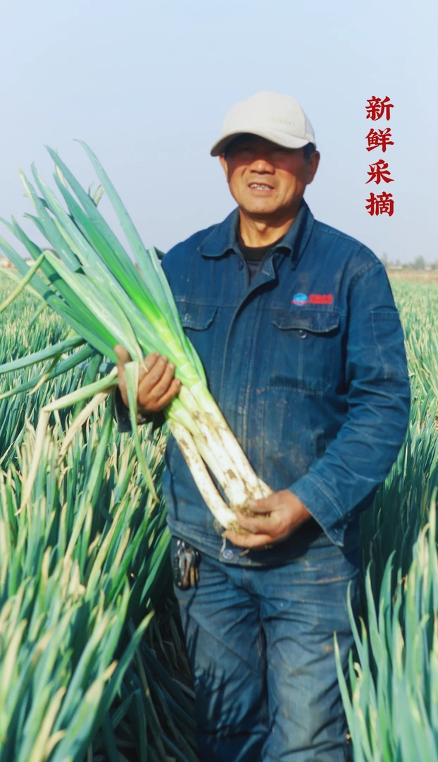 新鲜采摘甘肃民勤铁杆大葱去皮去半叶