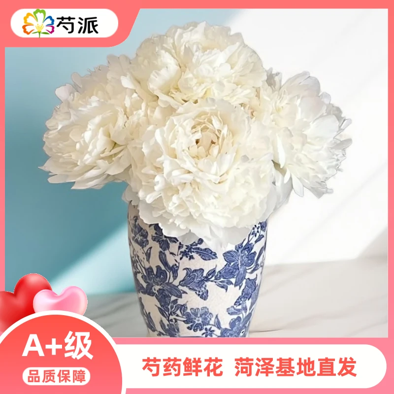 『奶油碗』芍药鲜花 山东重瓣芍药花  家用鲜花 菏泽基地直发
