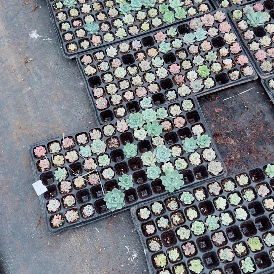 2-21穴盘一份加种子灰量拍（剪穴盘）