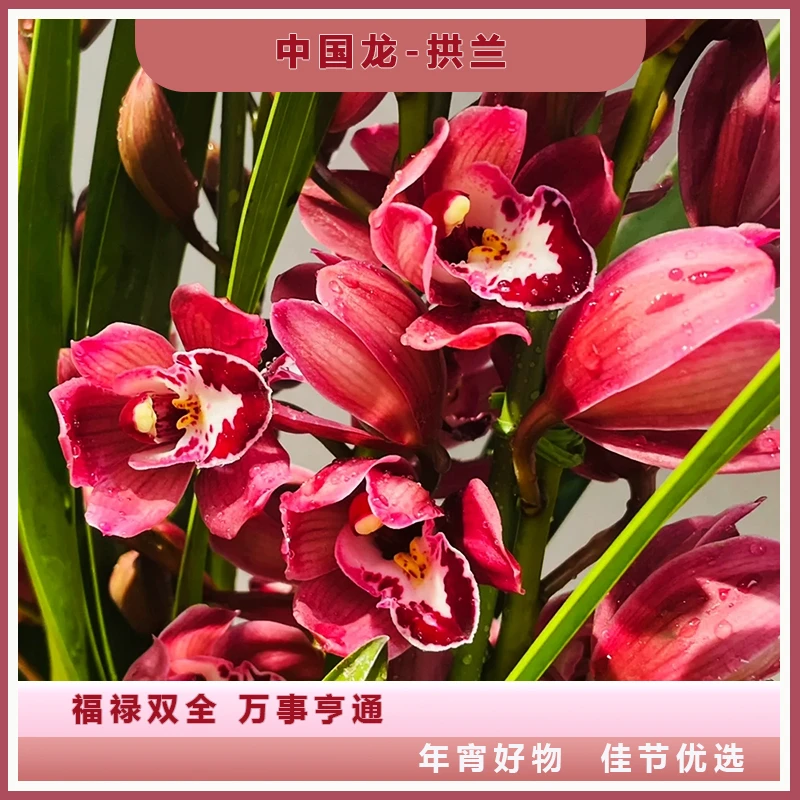 【中国龙拱兰】桌面款紫粉色惠兰基地直发室内绿植带花苞 7枝剑起发