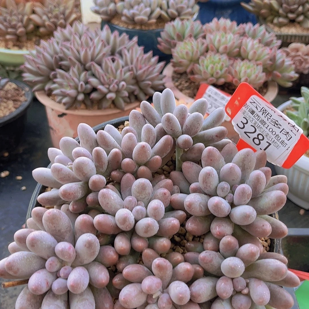 3271汤圆多肉植物