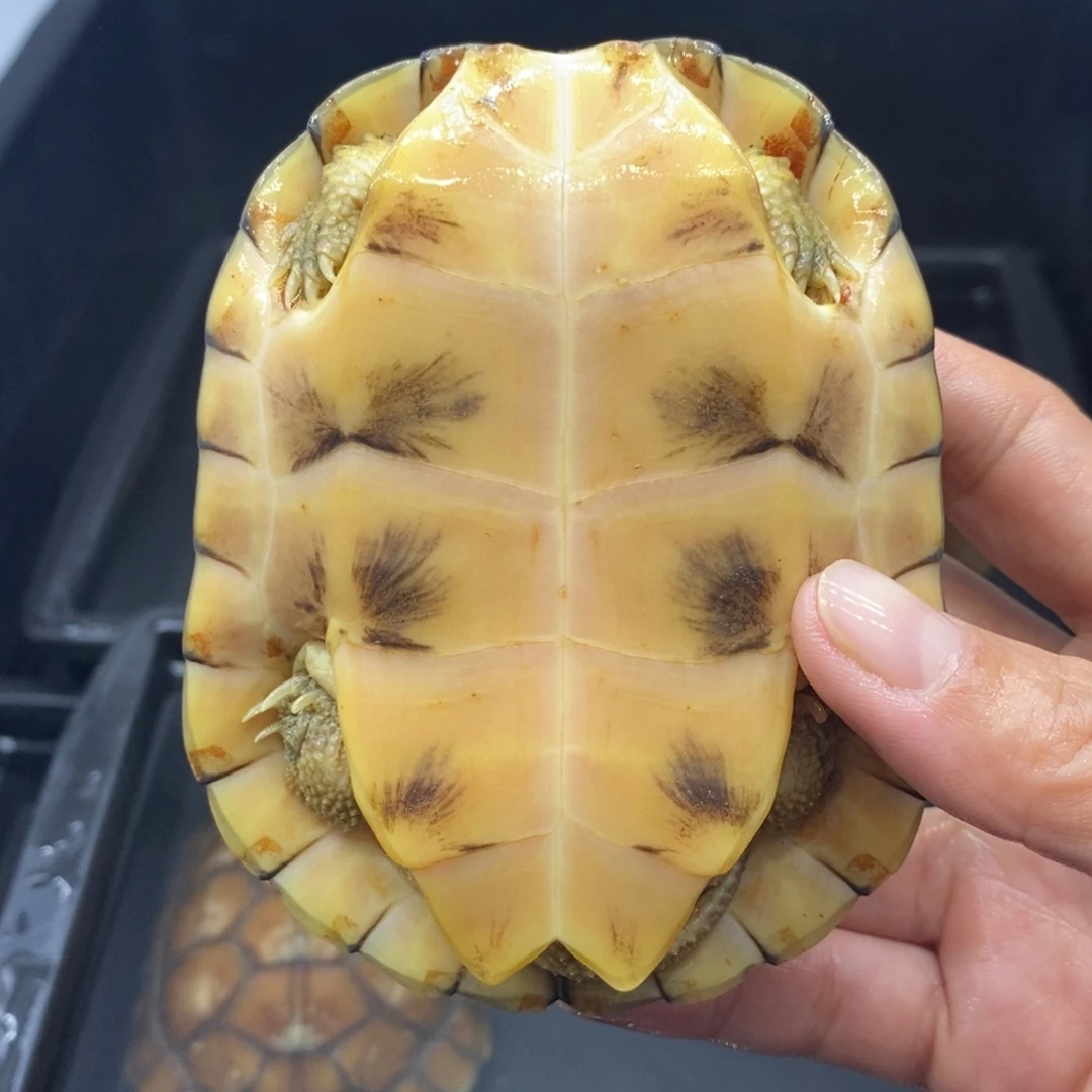 断***蝶宠物龟母10.5厘米老伤牙