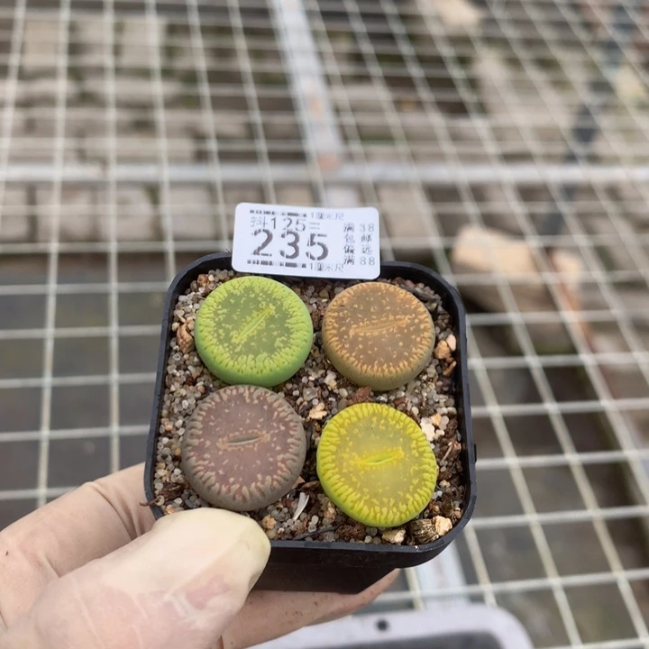 抖***谱精品生石花125.235