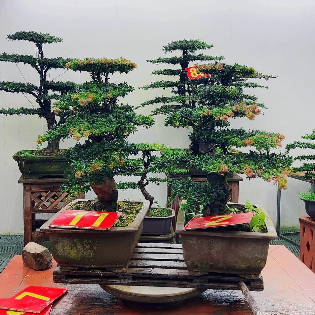 不开花植物罗汉松
