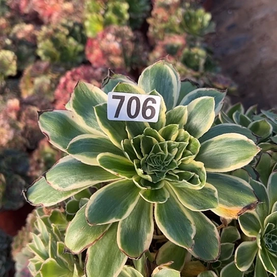 战***姐多肉植物一个缺枝706