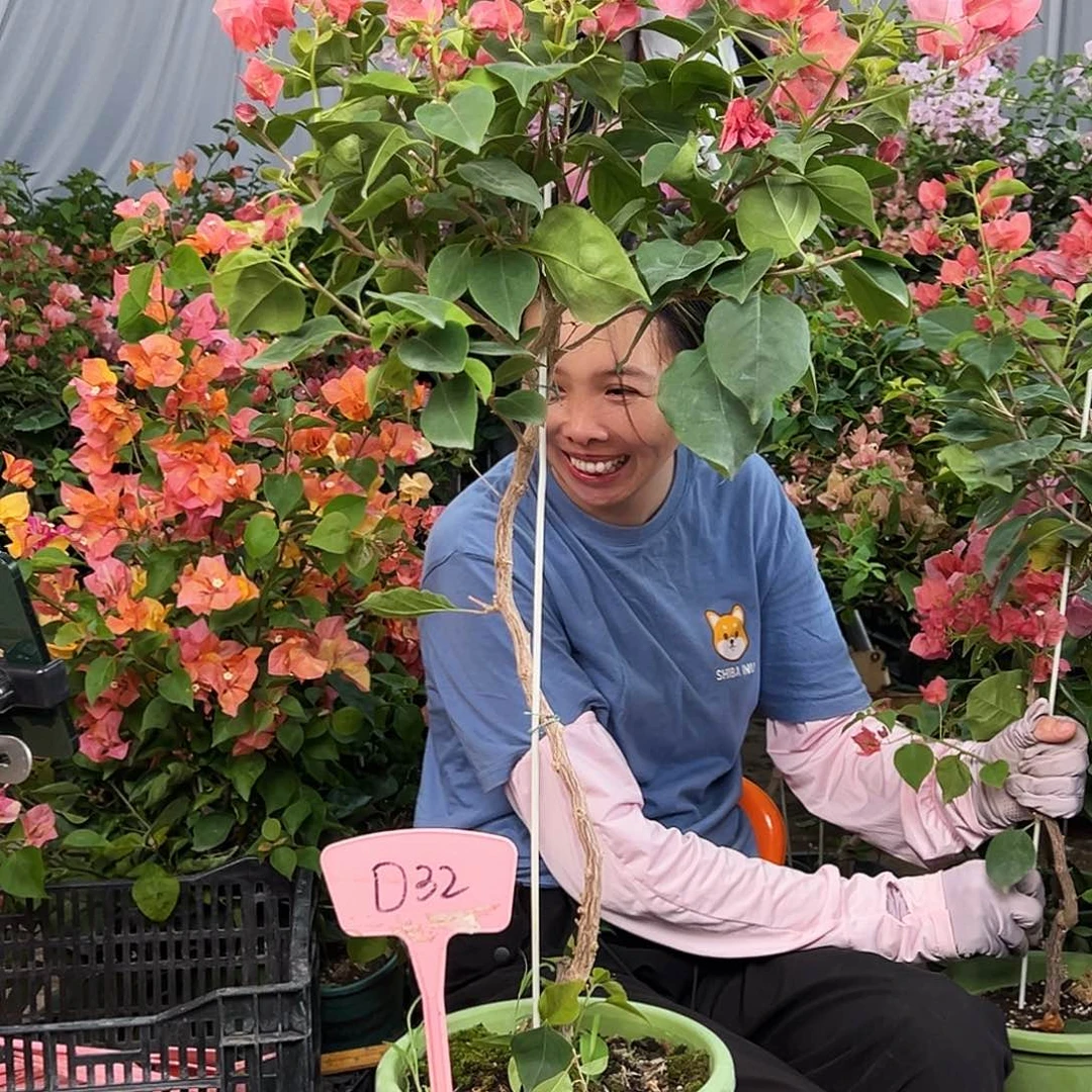 ****啡大部分花苞少量开放D32不甜