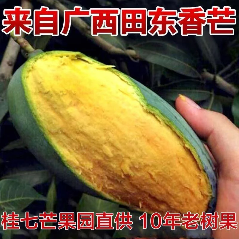广西百色桂七芒香甜可口正宗老树果大果礼盒5斤9斤