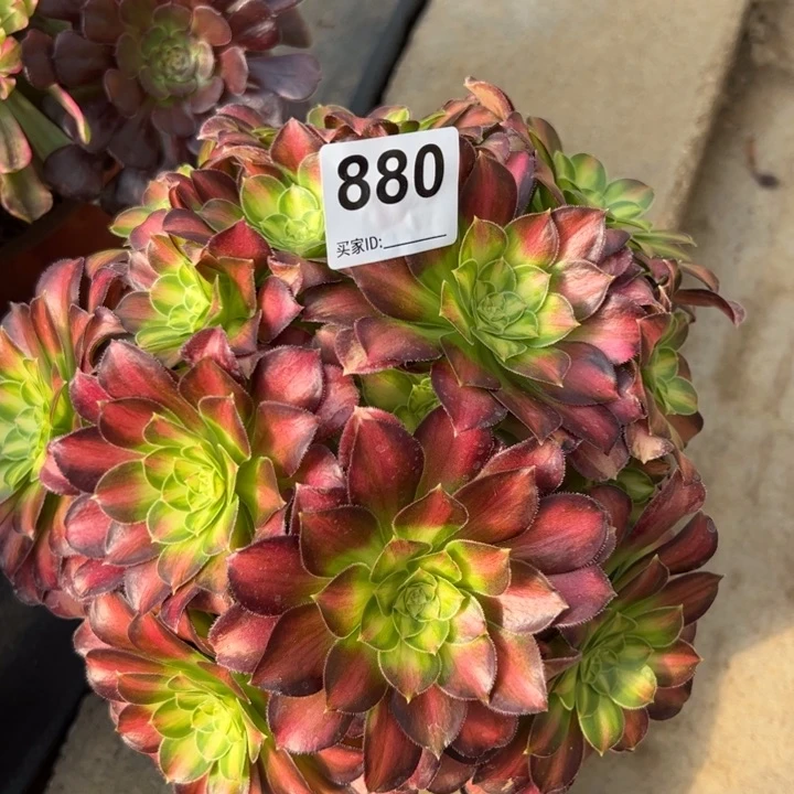 880韶华朵朵20厘米左右