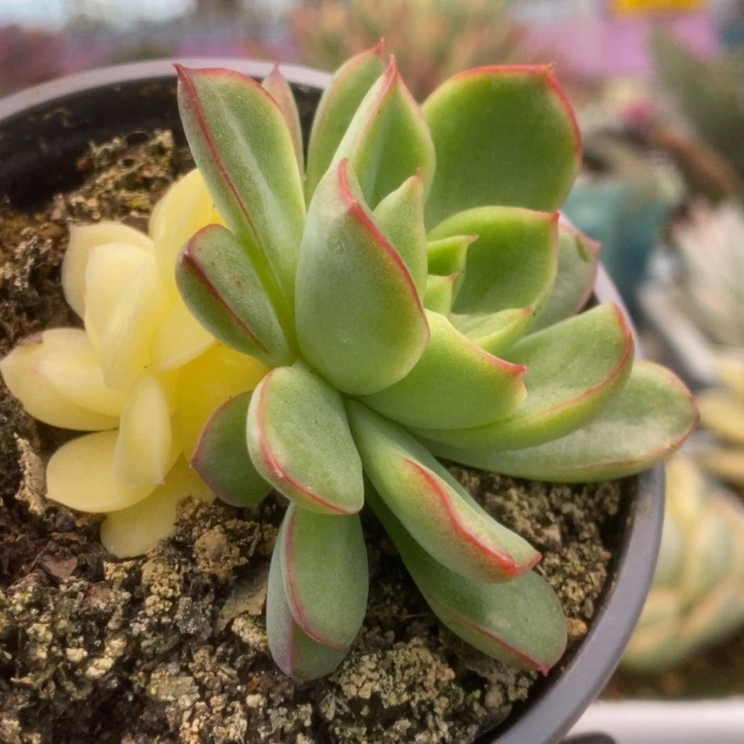 681曼陀罗锦锦锦锦锦